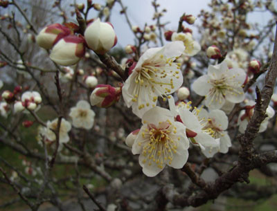 f:id:funfunfungi:20070210221825j:image