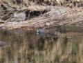 [エジプト旅行]ナイル川の水鳥