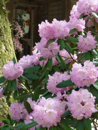 f:id:funfunfungi:20110504095910j:image:right