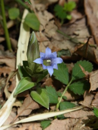 f:id:funfunfungi:20110504103125j:image:left