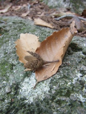 f:id:funfunfungi:20110504133143j:image