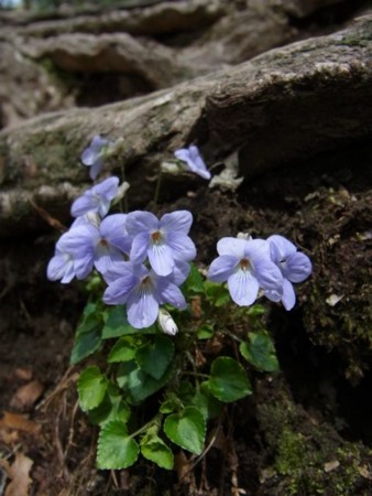 f:id:funfunfungi:20110504141544j:image