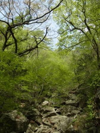 f:id:funfunfungi:20110504151103j:image