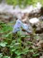[Nature]ヤマエンゴサク