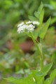 [Nature]セリの花