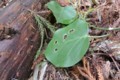 [Nature]アサギマダラ幼虫食痕