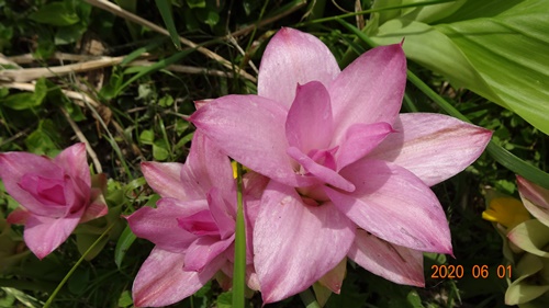 f:id:funfunhappiness:20200601122104j:plain