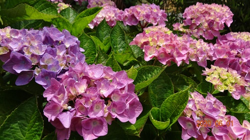 f:id:funfunhappiness:20200601125013j:plain