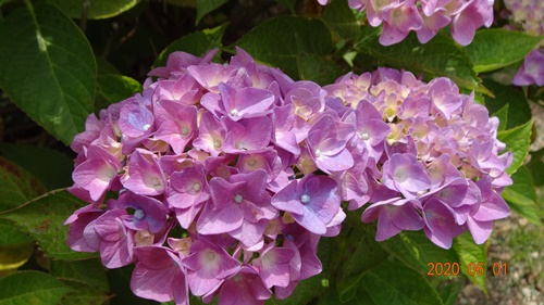 f:id:funfunhappiness:20200601125310j:plain