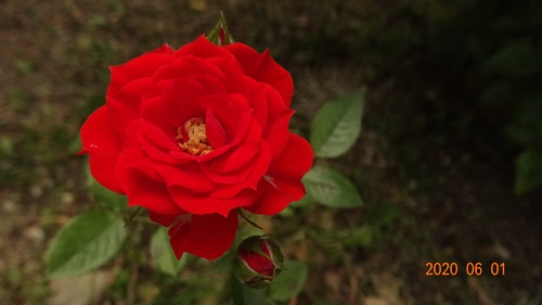 f:id:funfunhappiness:20200601130058j:plain