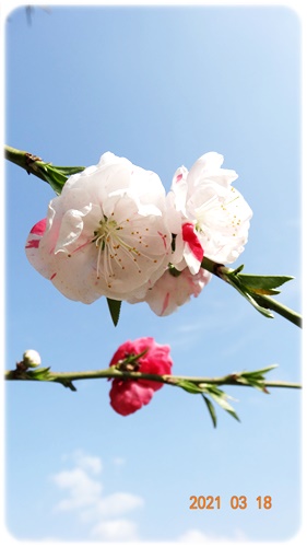 f:id:funfunhappiness:20210318164037j:plain
