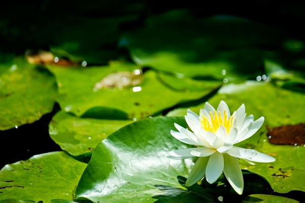 f:id:funfunhappiness:20211122232140j:plain