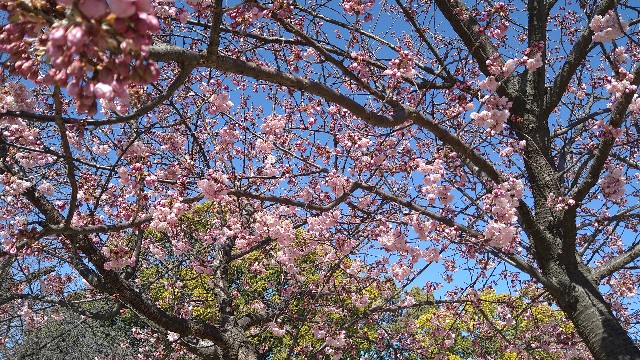 f:id:fungaiya:20230301204629j:image f:id:fungaiya:20230301204629j:image