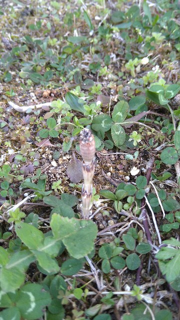 f:id:fungaiya:20230301204645j:image f:id:fungaiya:20230301204645j:image