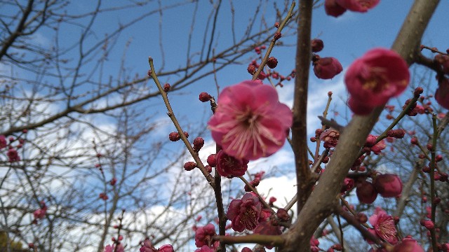 f:id:fungaiya:20240129162117j:image f:id:fungaiya:20240129162117j:image