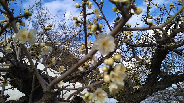 f:id:fungaiya:20240129162146j:image f:id:fungaiya:20240129162146j:image