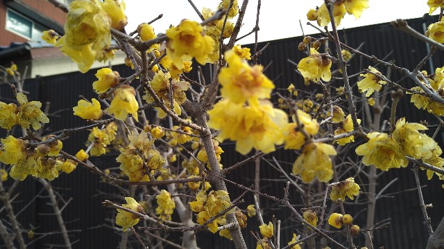 f:id:fungaiya:20240129162302j:image f:id:fungaiya:20240129162302j:image