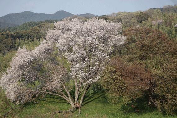 f:id:funifuni194:20200404213101j:plain