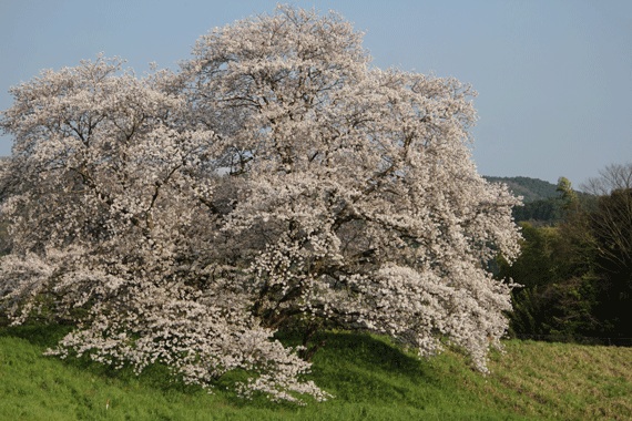 f:id:funifuni194:20200404213122j:plain