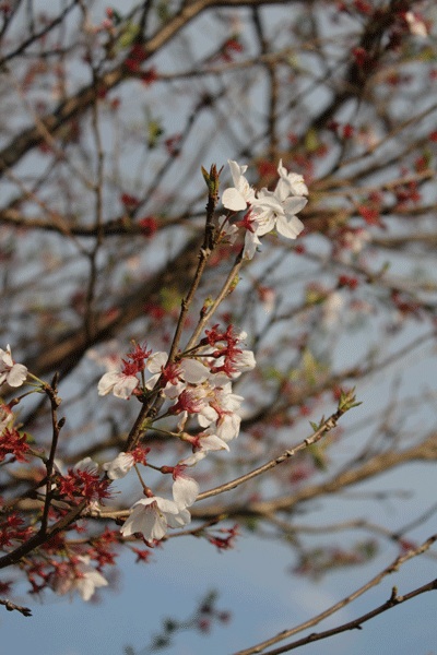 f:id:funifuni194:20200404213201j:plain
