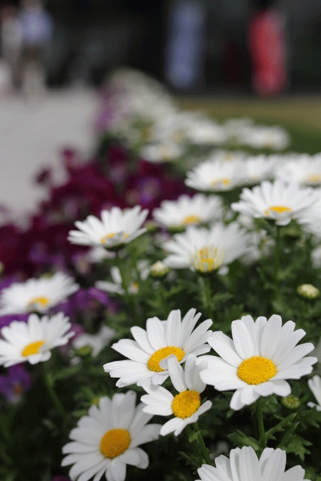 f:id:funifuni194:20210404182527j:plain