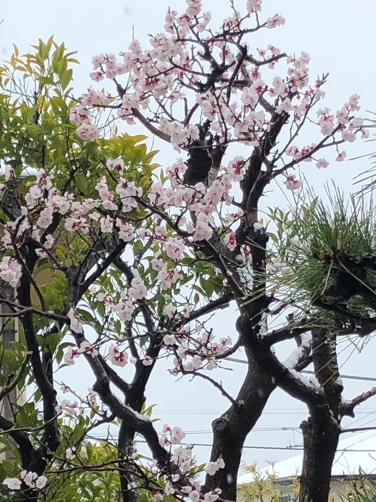 f:id:funkenstein:20180321134851j:plain:w350