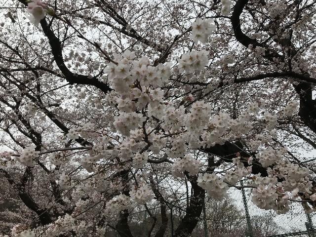 f:id:funkyjijii:20220326094835j:image