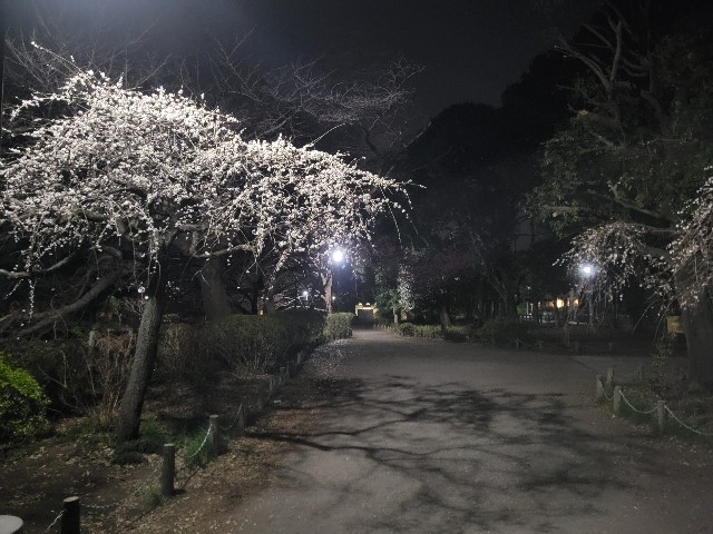 f:id:funkyjijii:20230305060910j:image