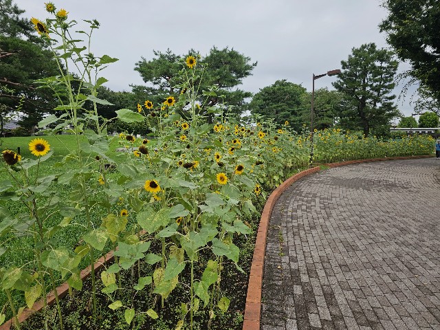 f:id:funkyjijii:20240808090537j:image