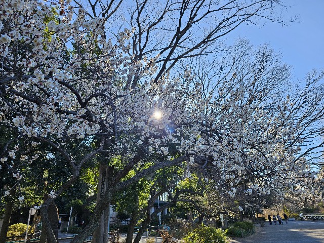 f:id:funkyjijii:20250219171245j:image