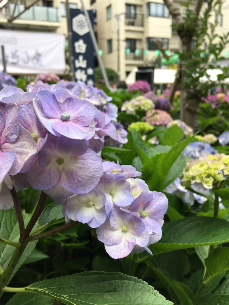 f:id:funvox2020244:20180616154558j:image