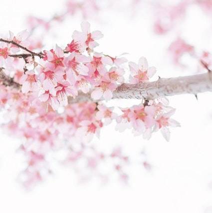 f:id:funyada:20200313190159j:plain