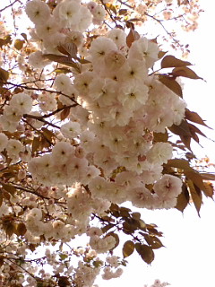 f:id:furamubon:20080422220810j:image:h175