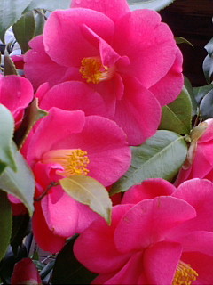 f:id:furamubon:20080422220813j:image:h175