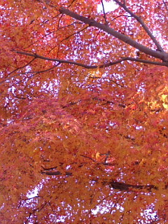f:id:furamubon:20080422221742j:image:h175