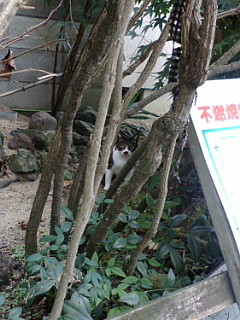 f:id:furamubon:20080422221749j:image:h175