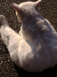 f:id:furamubon:20080423093324j:image:h175