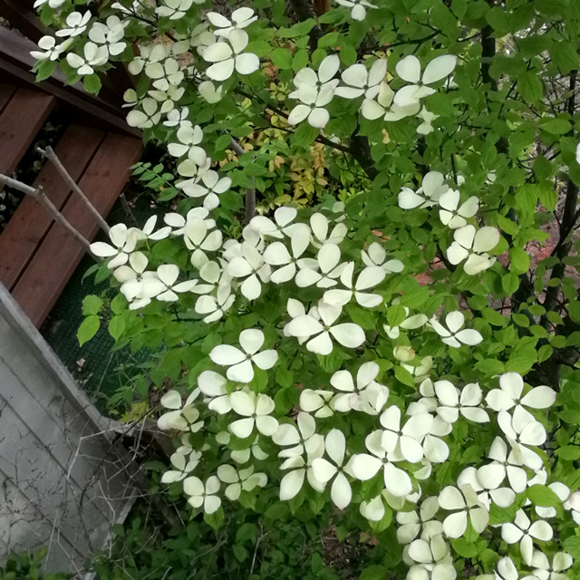 f:id:furano3:20200507232012j:plain