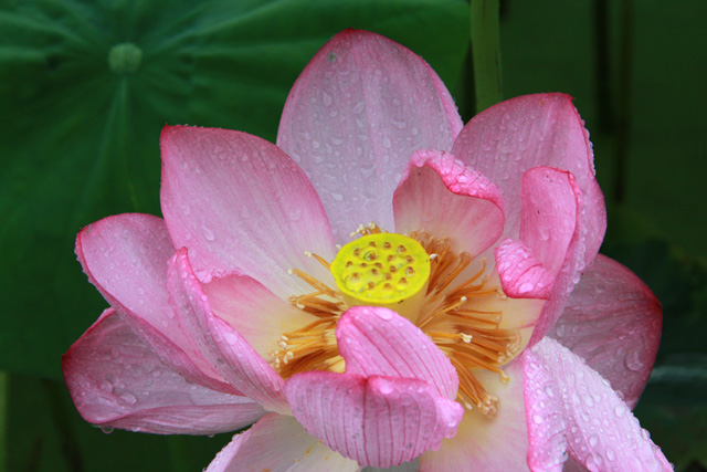 f:id:furano3:20200715225249j:plain