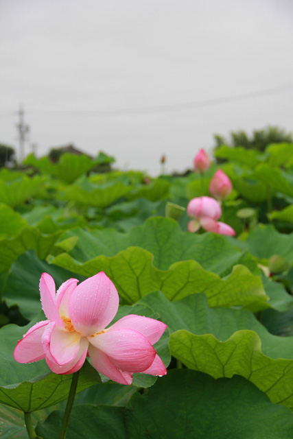 f:id:furano3:20200715225331j:plain