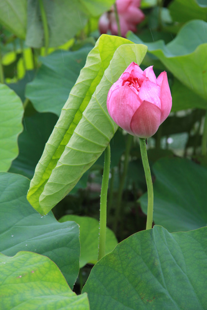 f:id:furano3:20200715225345j:plain