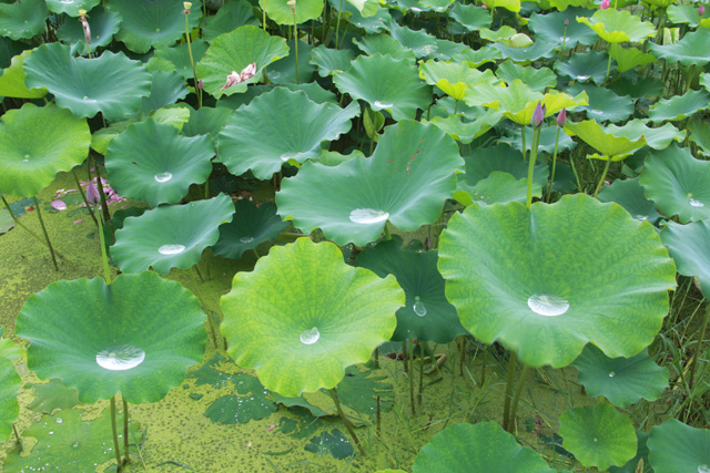 f:id:furano3:20200715225359j:plain