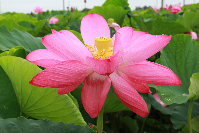 f:id:furano3:20200715225508j:plain