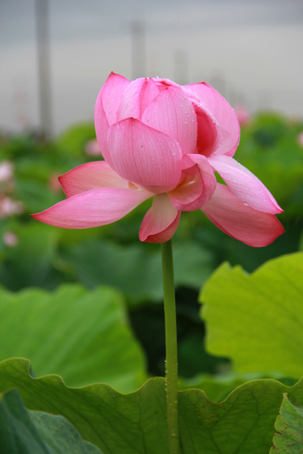 f:id:furano3:20200715225542j:plain