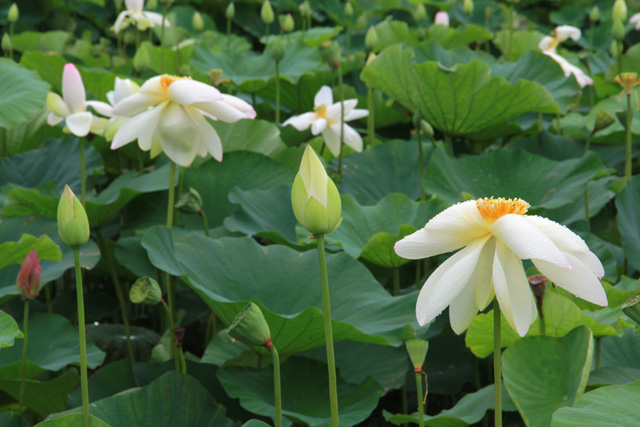 f:id:furano3:20200715225637j:plain