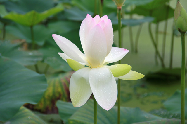 f:id:furano3:20200715225651j:plain
