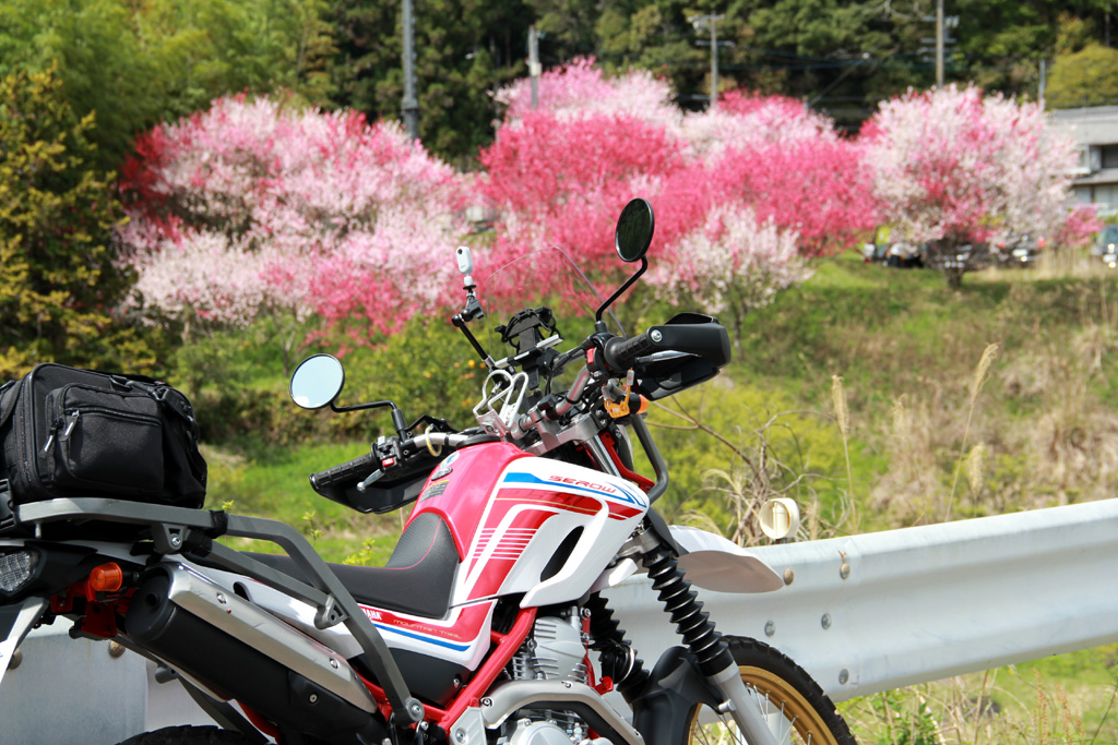 f:id:furano3:20210406211634j:plain