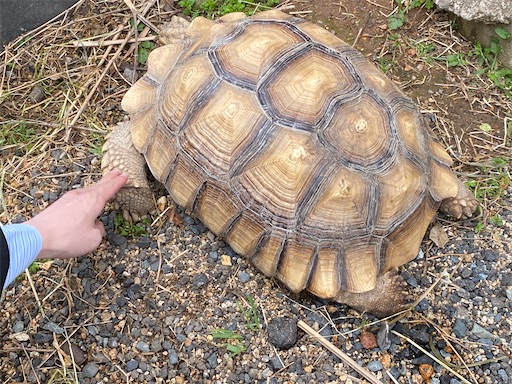 f:id:furegura1015:20250513222806j:image