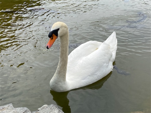 f:id:furegura1015:20250516151013j:image