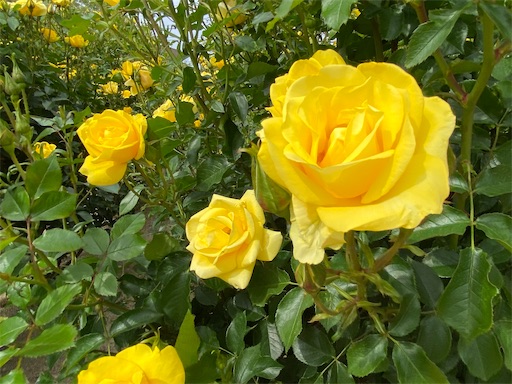 f:id:furegura1015:20250516152002j:image